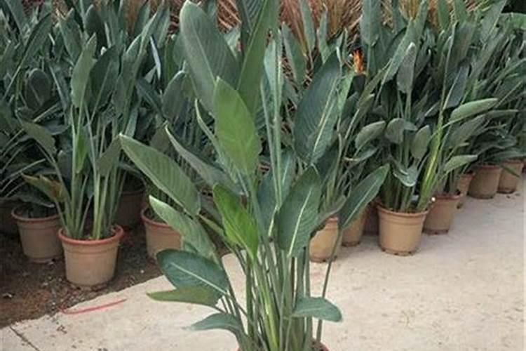 石斛开花后怎样管理