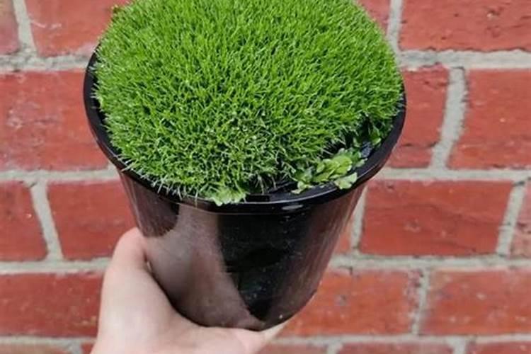 爬地矮珍珠草的养殖方法和注意事项