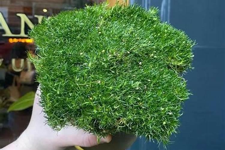 养水草加什么肥料