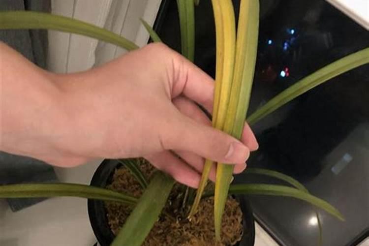 花椰菜和西兰花的生理病害？