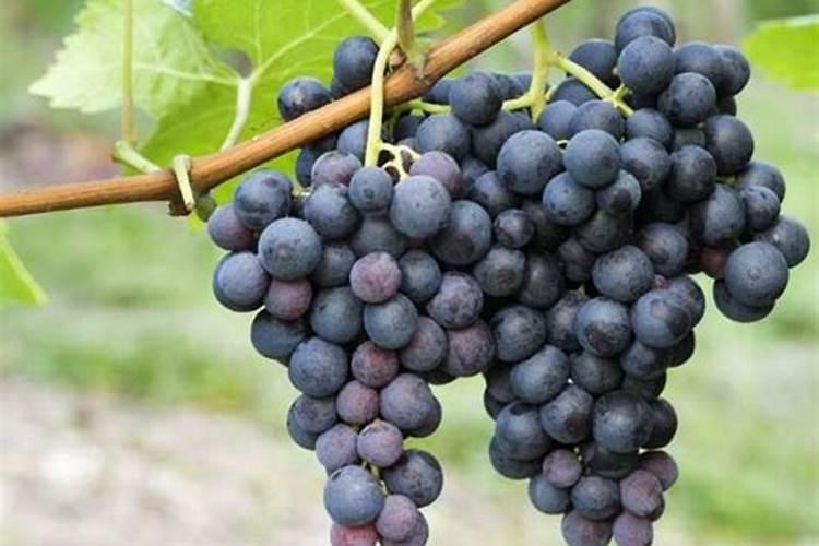 葡萄施肥第一大忌