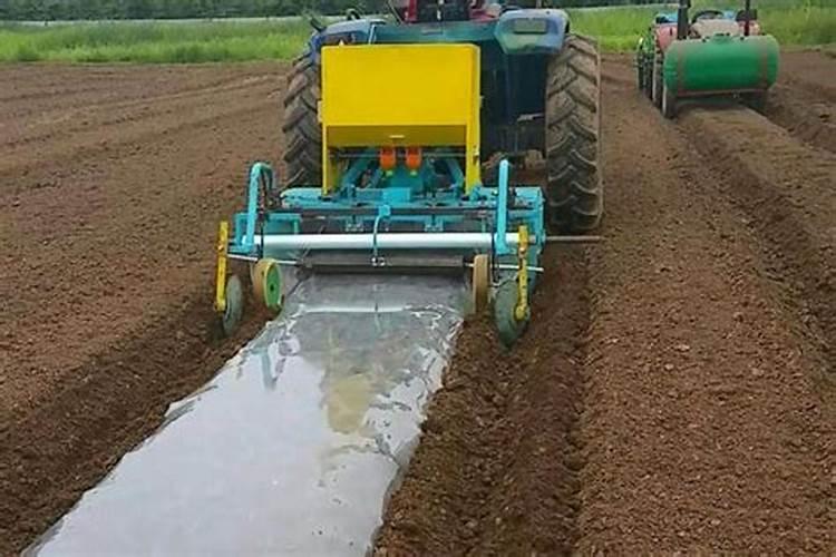 龙眼丰产素在荔枝的用法,荔枝开花期喷洒多效唑