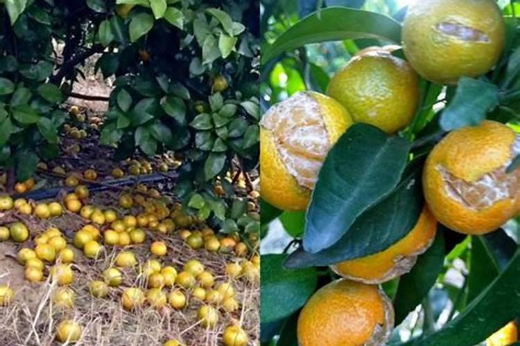 绿翠腐植酸水溶肥功效与作用瓶装