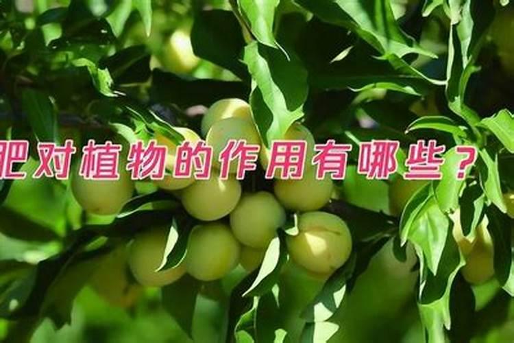 磷肥可以施在什么植物上