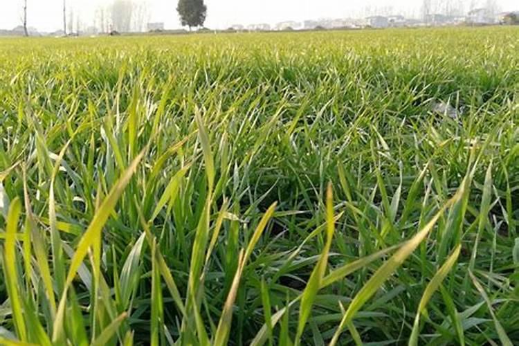 蝴蝶兰需要每天喷水吗？