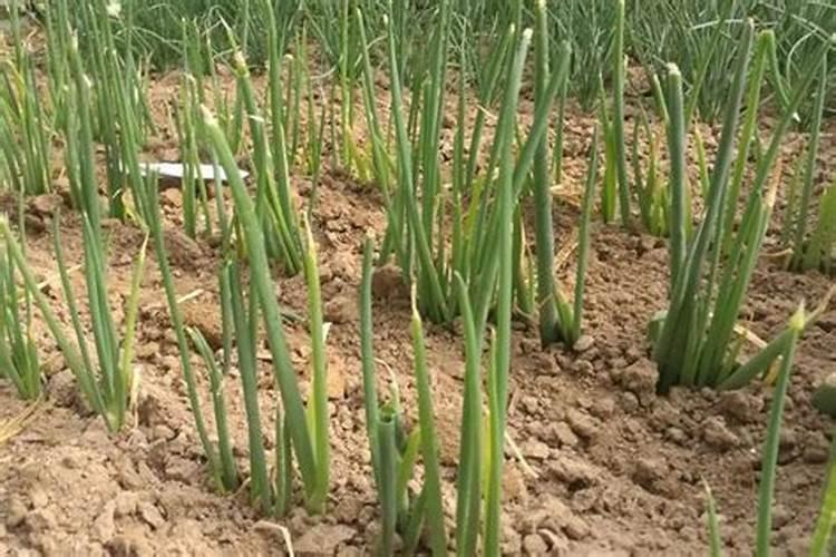 桃树打什么药不掉果