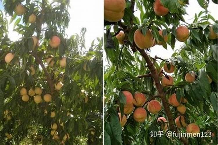 棉花用什么肥料好？用叶面肥喷施的注意事项有哪些