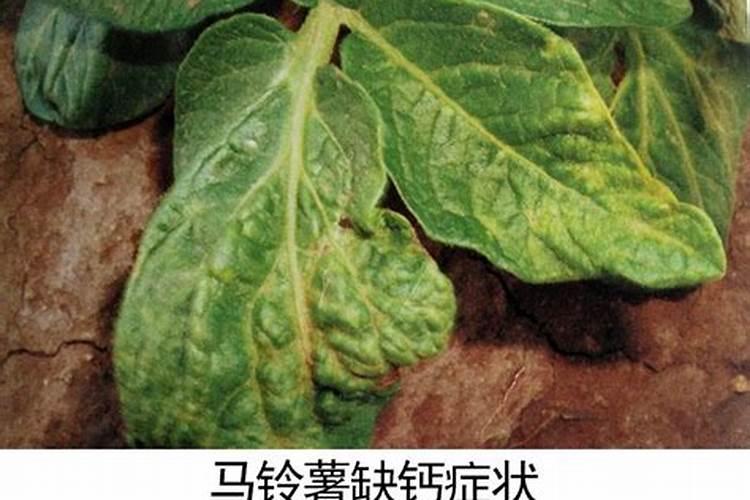 专家教你自制氮磷钾肥的方法