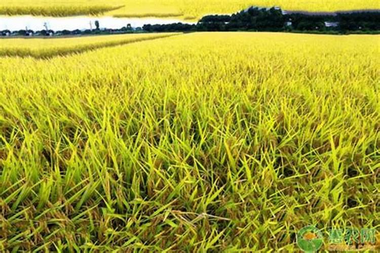 水稻栽完多久施肥