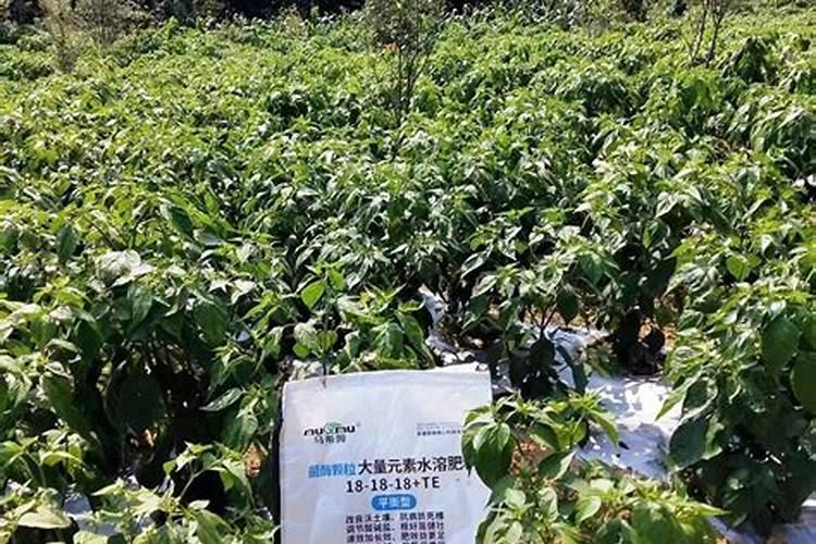 各位专家:追施水溶肥一年施几次,大概什么时候施,谢谢!