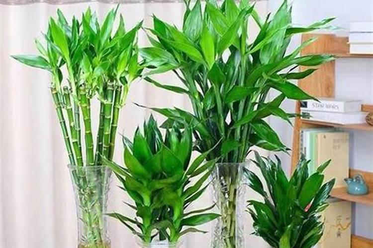 水培富贵竹怎么施肥