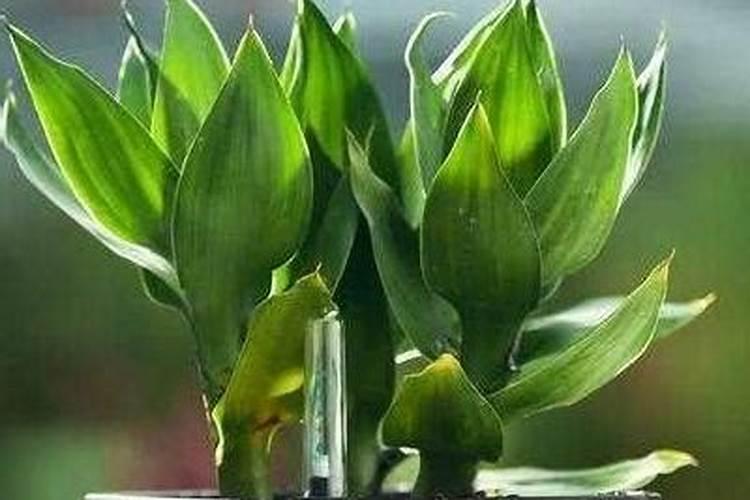 养富贵竹用什么肥料