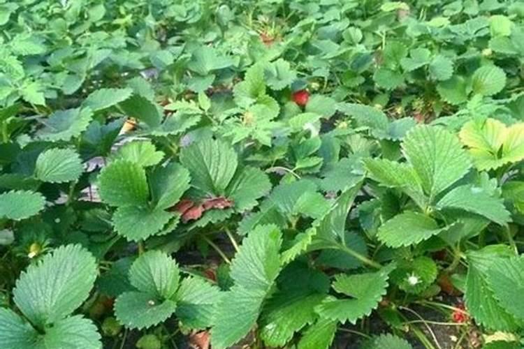 室内种出结果不断的草莓盆栽,怎么做到的？全靠这几点