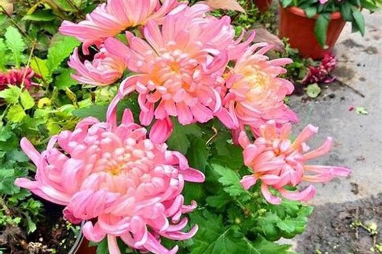 菊花在开花的时候可以施肥吗