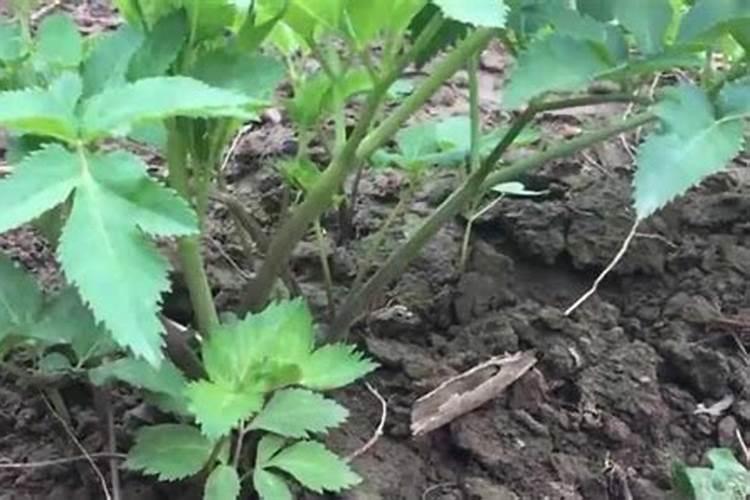 白芷种植如何进行田间管理？