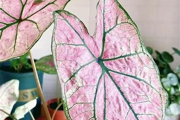 花椒如何施肥？用哪款花椒专用肥好？