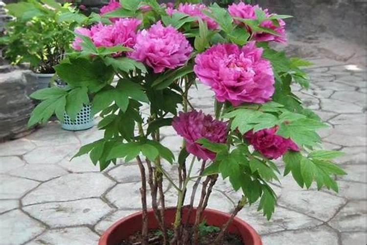 牡丹花蕾期施什么肥好