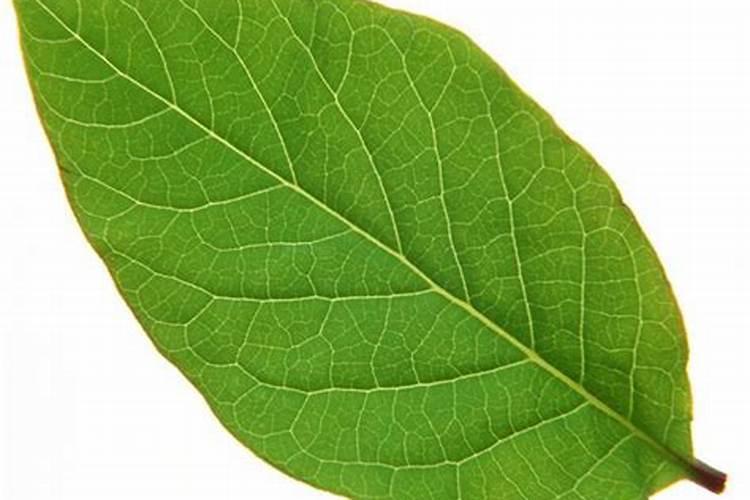 观叶植物用什么肥最好 如何施肥让叶子更油亮