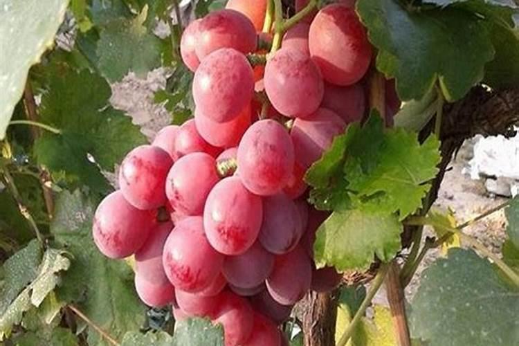 红提葡萄施肥技术