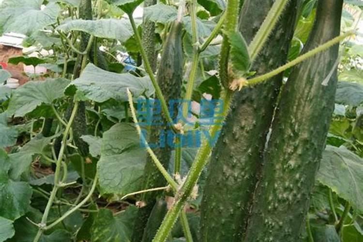 中量元素肥如何选择？