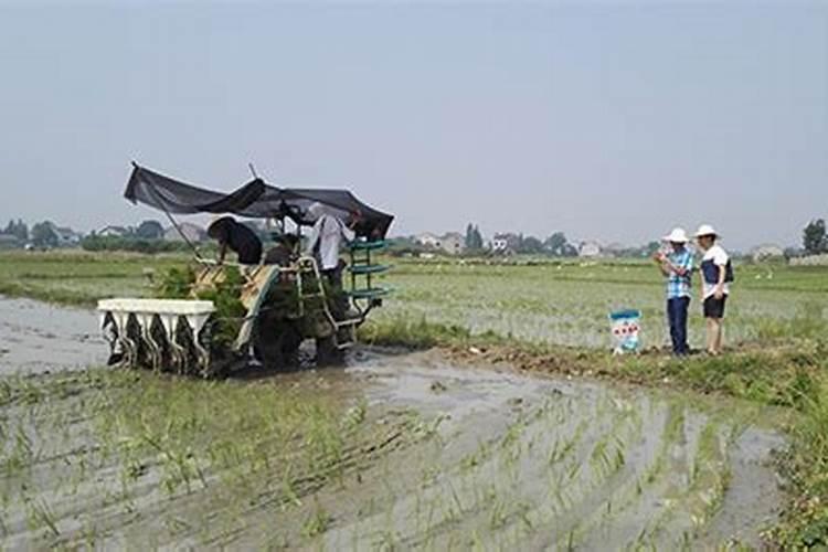 水稻如何施肥？