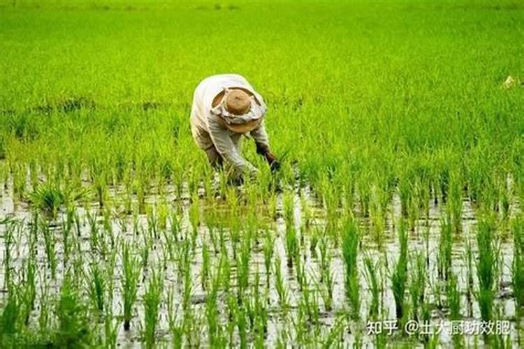 水稻复合肥怎样施效果最好