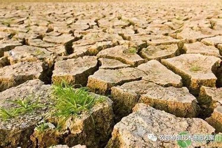 茄子冬天冲什么肥好