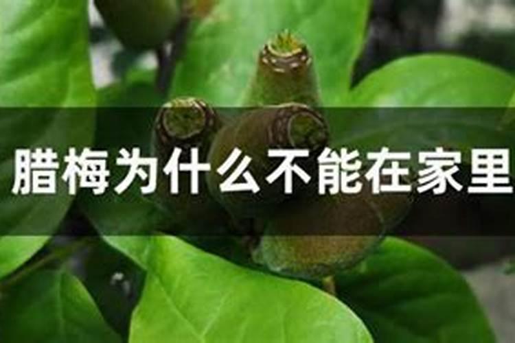 长豆角开花期喷什么药不掉花