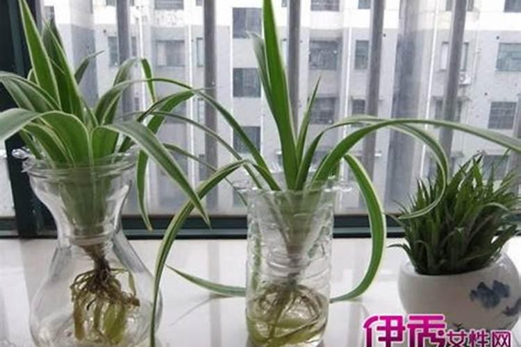 磷肥可以兑水浇吗