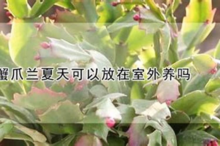 冬季室外养花暖棚注意事项