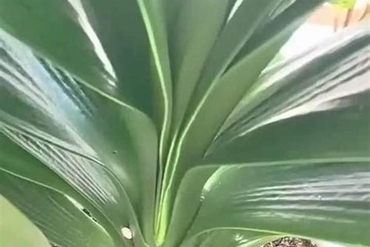 君子兰开花前的养护