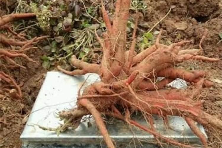 什么时候能给柿子树施肥？哪里有柿子树苗批发？甜柿需要哪些肥料？百度...