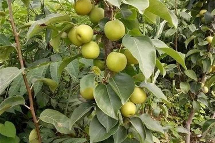 梨树种植施肥要点？追肥用什么肥料好？用什么肥料做底肥好？