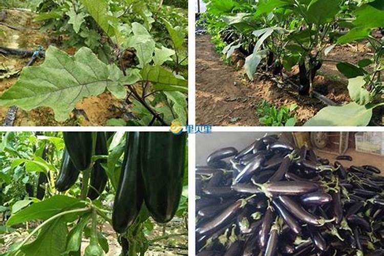 茄子水溶肥多少钱一吨？水溶肥什么样的好？水溶肥使用方法!