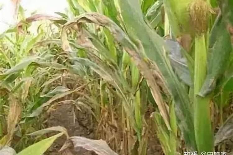 花生底肥用什么肥合适