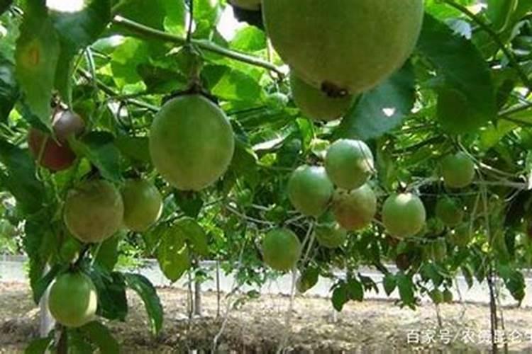 百香果膨大期需要用哪种肥料？百香果膨大期追施什么肥料好？