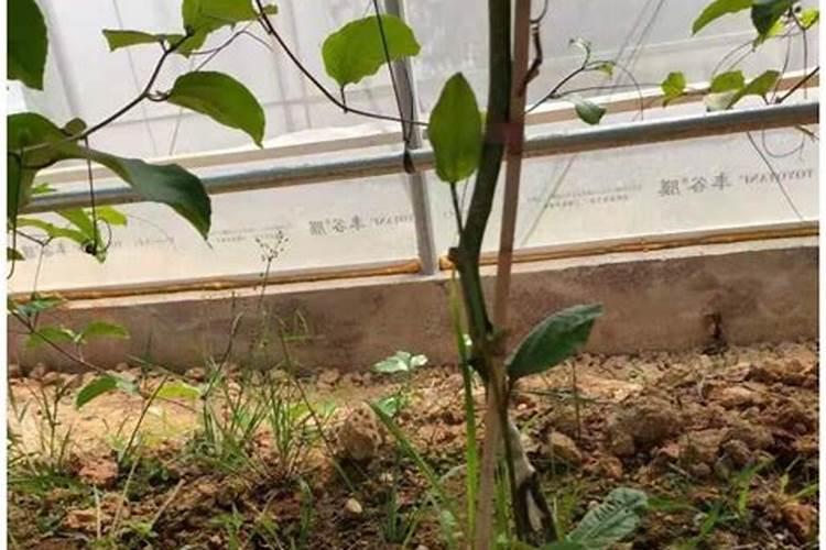 百香果施什么肥挂果多