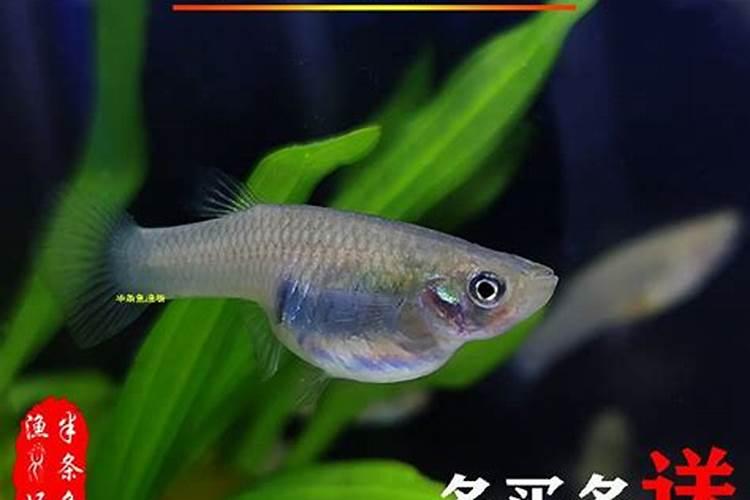 白线虫和蛋白虫的区别是什么？