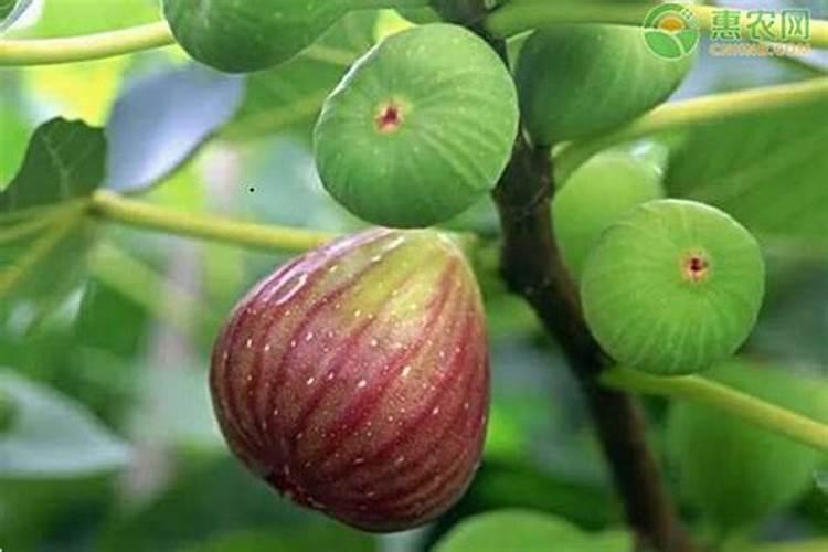 无花果树施什么肥合适