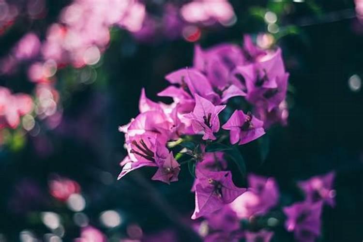 三角梅喷试叶面肥的效果是怎样