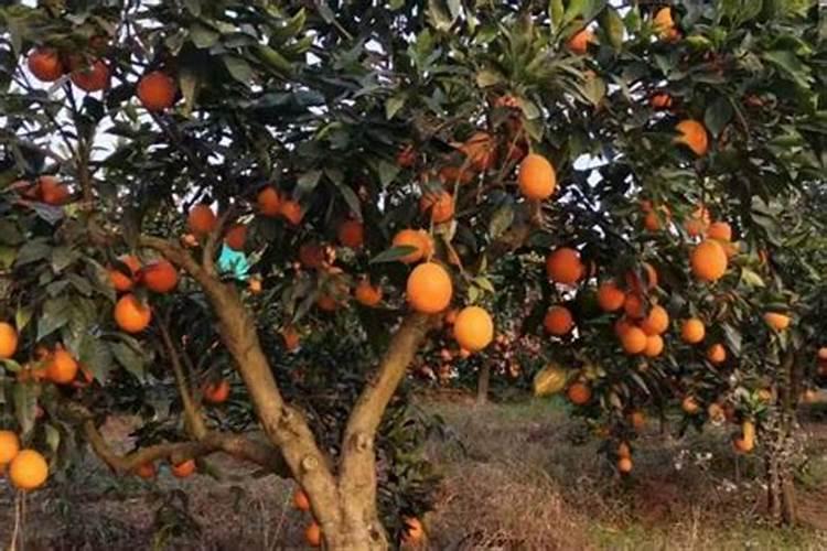 冬天橙子的种植方法