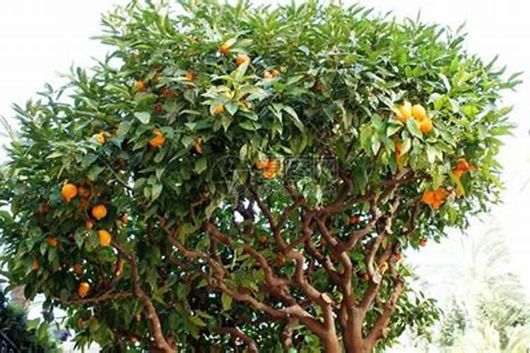 橙子树苗如何栽培及管理