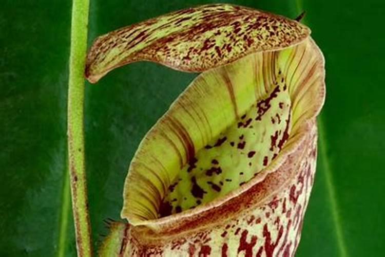 尿素怎么养三角梅花苞狂冒