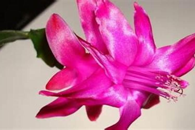 月季花有花苞了怎么施肥