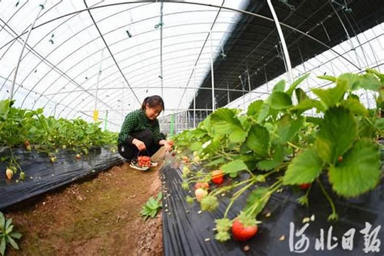 玉米如何使用叶面肥