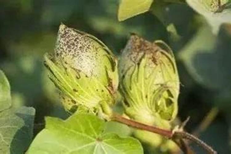 棉花花铃期施肥很重要,棉花花铃期怎么施肥？