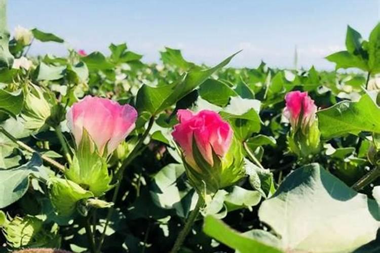 怎样给棉花合理施肥？