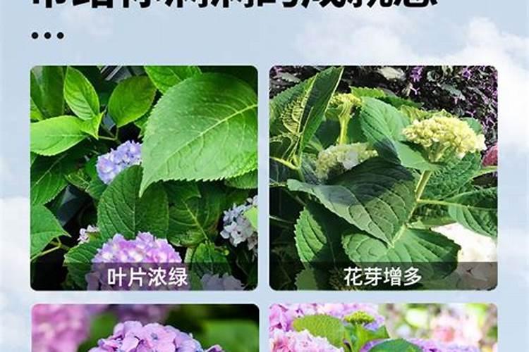 绣球专用肥适合别的花卉吗？