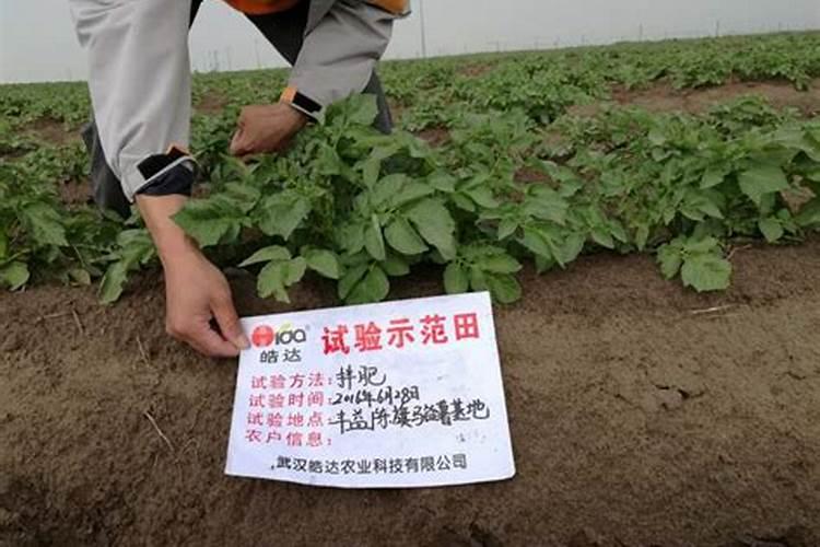 马铃薯施肥法施肥技术