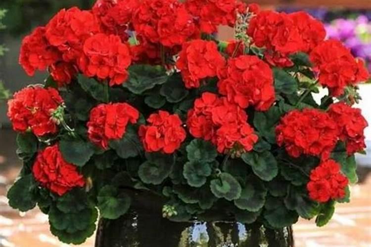 天竺葵多久施肥 天竺葵合适施肥时间